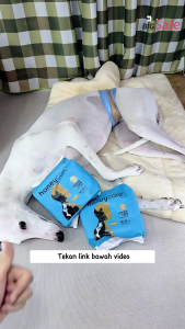 Honeycare Odor Control Deodorization Pet Diaper Dog diaper Male Wrap  Diapers whole box 16 packs 除臭宠物尿布狗尿布男性包裹 16包