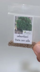 300 เมล็ด พาร์สลีย์ (Parsley) ใบหยิก เมล็ดพาร์สลีย์ เมล็ดพาสเลย์  พาสเลย์ เมล็ดพาสลีย์ พาสลีย์