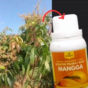 Pupuk Buah Mangga / Pupuk Pelebat Buah Mangga / Pupuk Booster Mangga Berbuah Lebat / Penyubur Buah