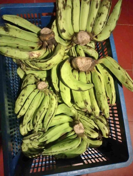 pisang nangka sudah matang /1 kg | Lazada Indonesia