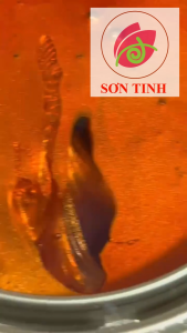 Sơn xe máy HYPER màu cam pha lê vàng Wave @ 1K (Code H-153) - ( cần Lót nền bạc) sơn thơm công nghiệp