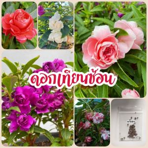 เมล็ดดอกเทียนซ้อน 40 เมล็ด สีแดงขาวชมพูม่วงด่าง