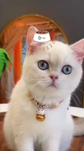 Kalung Kucing Anjing Model Jepang & Kerincing Colar Hewan Kecil