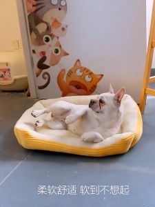 ที่นอนแมว ขนาดเล็กและใหญ่: สุขภาพดี สัตว์เลี้ยง นุ่มหนา ที่นอนสุนัข