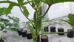 SULIT PACK! Okra Seeds (20pcs seeds) Smooth Green/HYBRID/HIGH YIELD