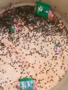 Racun Lalat Zhang Pei Zhen Asli: Obat Pembasmi Lalat Ampuh & Umpang Fly Catcher Original