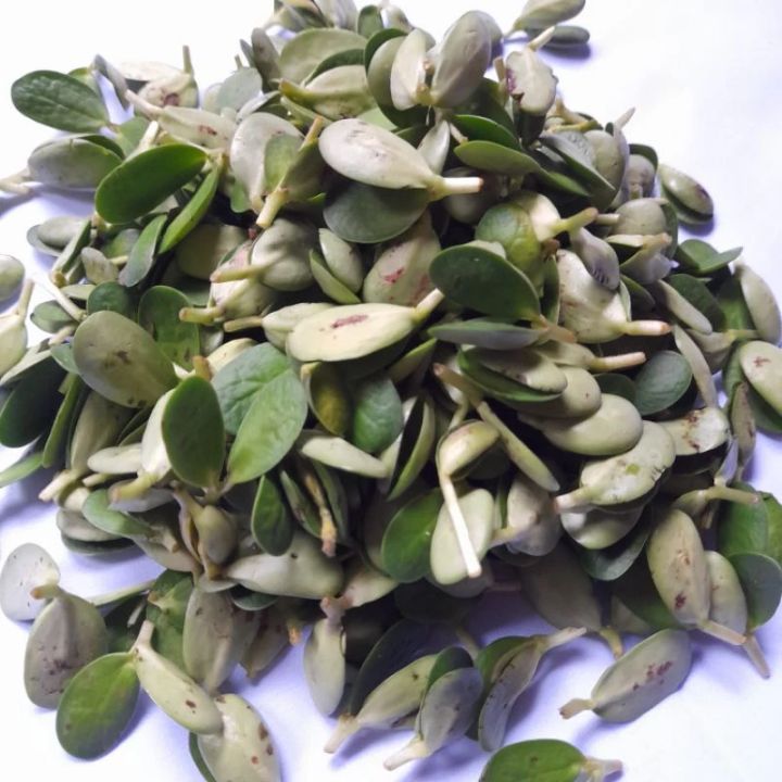 Kedelai Lokal Majalengka