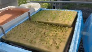 เมล็ดผักสลัด กรีนโอ๊ค เรดโอ๊ค คอส สลัดแก้ว เคล ผักชี พริก กระเพรา มะเขือเทศ แตงกวา 3000 เมล็ด อัตราการงอกสูง