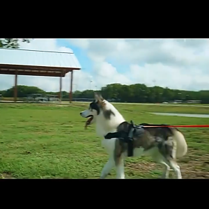 Dây dắt chó mèo bản dẹp bằng vải polyester nhiều size (mẫu mới) - Hara Pet Store