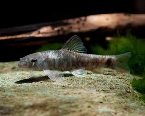 Garra Rufa/Doctor Spa Fish/Ornamental fish/Freshwater/Readystock