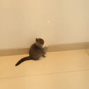 Portable Foldable Red Dot LED Laser Pointer Cat Toy Funny Interactive Training Light Toy Durable Pet Entertainment Exercise Tool Easy Carry Mini Laser Play Stick Indoor Outdoor Relieve Cat Boredom Daily Pet Interactive Play Accessories
