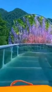 HOA TỬ ĐẰNG GIẢ ĐÙNG TRANG TRÍ SÂN VƯỜN QUÁN CAFEKHU VUI CHƠI