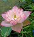 Củ sen Super Lotus. 