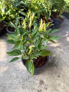 พริกงาช้างใบด่าง มี 2 ขนาดให้เลือก 5-8 นิ้ว