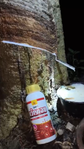 ยาทาหน้ายาง (ขวัญเอย) ปุ๋ยทาหน้ายางพรีเมี่ยม ธาตุอาหารเสริม เพิ่มน้ำยางและรักษายางตายนึ่ง ยืดอายุต้นยาง มี 2 ตัวเลือก