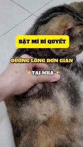 1 Gói 10 Viên tăng cân vị phomai Viên dưỡng lông vị tảo biển cho chó mèo Ecopets Chà bông Beta amin -ruốc vị gà vị cá bổ sung dinh dưỡng