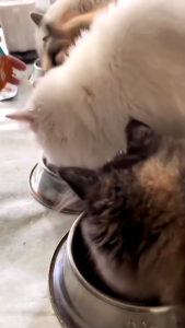 85g Goodest Cat Wet Food Pouch Adult Kitten All Stages Pet Essentials