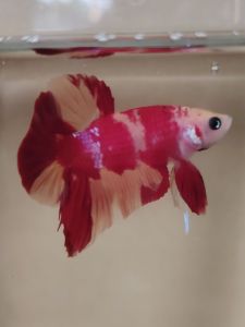 Haftmoon Plakat Betta Fish C9 - Candy Marble