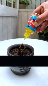 Kích thích mọc rễ cây Thuốc kích thích mọc rễ cây phục hồi cây yếu giúp cây tăng trưởng dung tích 50ml