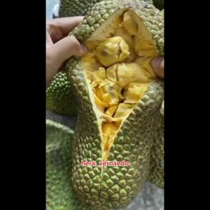 Bibit Cempedak Super Okulasi Cepat Berbuah