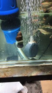 OTA หัวทรายอ๊อกปลา หัวทรายใหญ่ อ๊อกซเจนตู้ปลา หัวทรายออกซิเจน หัวทรายละเอียด หัวทรายจาน หัวทรายจัมโบ้ ขนาด 4cm 6cm 8cm 10cm