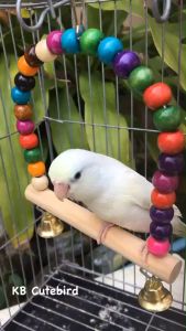 ชิงช้าลูกปัดไม้สำหรับนก ฐานไม้/ของเล่น