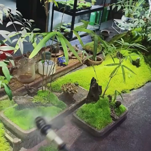 【SG Seller】❤️Live Terrestrial Moss❤️ For Terrarium Paludarium Vivarium Garden Plants Frog Turtle Reptile Enclosure Tank