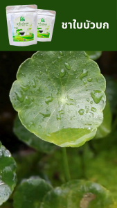 ชาใบบัวบก ตราไร่กฤติยา (Gotu Kola Tea)