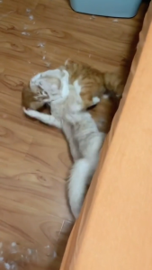 PAWSONA® Zenkit Diffuser Savers Set