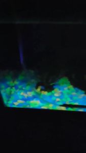 (TERMURAH) Batu Hias Menyala Isi 10 Pebbles Stone / Batu Hias Aquarium / BatuTaman Hias Glow In The Dark by TOPSELLER1