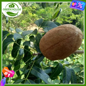 Green House® - Bonsai Mahogany Seeds (5 Seed) – Strong Growth Rate Planting Dwarf Tree Plants incl. Instructions