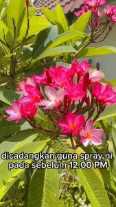 Agro Farm Foliar Flower Booster / Baja Bunga / Baja Air / Flowering Fertilizer