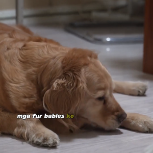 【24H - Local Delivery】Gut Pro Pet Probiotics health and growth stimulator