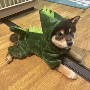 Petone dOrage | Warm Cute Comedy Four Leg Outfits For Small Dogs