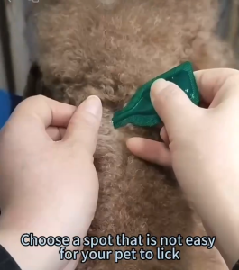 Fipronil Obat Tetes Kutu Kucing Anjing (3 Tube/Kotak) Aman Efektif Anti Kutu Flea Tick Dewasa Anak