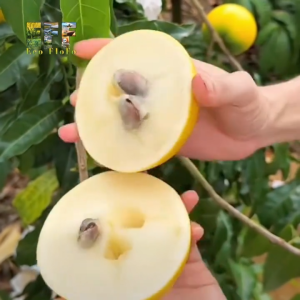 1 Thùng 6Kg Vú Sữa Hoàng Kim Tiền Giang Eco FloFo Đạt Chuẩn VietGAP (Chỉ Bán Hàng Loại A+ Được Tuyển Chọn Để Xuất Khẩu)