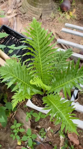 Cây Dương Xỉ Khổng Tước - Tổng thể tầm 25-35 cm - Thích hợp decor sân vườn công trình!