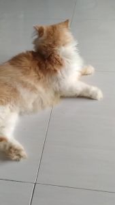 CAT SUPPLEMENTS VITAMIN KUCING UNTUK PERTUMBUHAN SERTA KESEHATAN KUCING BE CARE