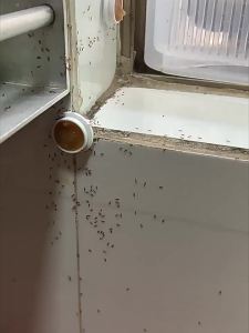 1 box of 16 pcs Layee Ant killer Ant bait Ubat semut Ants love to eat，Ant nest destroyed Ants killer bait Racun semut 蚂蚁药