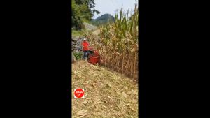 Máy bóc bắp ngô thu hoạch bắp ngô