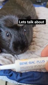 PetAg Bene-Bac Plus Pet Gel 15g 帮你壮宠物益生菌凝胶 Benebac Plus Pet Prebiotic Gel 15g