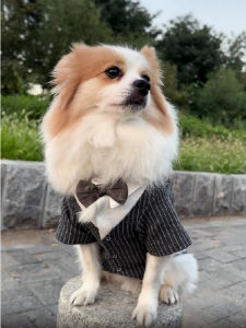 Wedding Suit Clothes for Cats And Dogs Pet Owner Marriage Small Teddy Bichon Celebratory Handsome Wedding Suit Costume