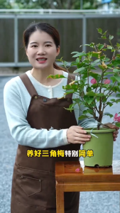 Phân Bón Hoa Giấy – Dinh Dưỡng Điều Hòa Axit Đất Cho Cây Ưa Đất Chua: Hoa Giấy Đỗ Quyên Hoa Trà Hoa Hồng Cẩm Tú Cầu