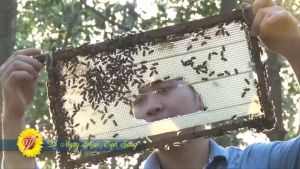 Hộp quà gỗ đôi mật ong hoa hoa chôm chôm và cà phê 220G