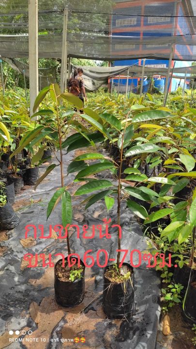 ต้นทุเรียนกบชายน้ำสูง60-80(แพ็ก15ต้น)รับประกันสินค้าเสียหายจากการขนส่ง