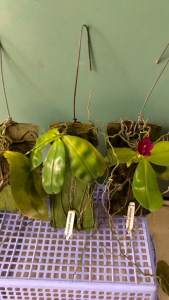 HOA LAN HỒ ĐIỆP Phal. Violacea var. Sumatra 4N - MAI HUY - MSP 1006 - HOA ĐẬM LÁ TO ĐẸP - DỄ HOA DỄ CHĂM SÓC - GIÁ CỰC RẺ- HOA THƠM CÀNG TRỒNG CÀNG ĐẸP