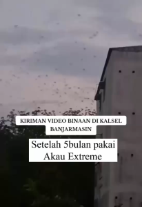 King Birahi Akau Extreme Produksi Akau Jaminan Asli 100% Original Garansi Resmi 1Tahun flashdisk