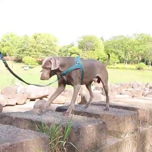 HamshMoc Pet Safety Harness Reflective Padded Vest Comfort Grip Adjustable For All Dogs