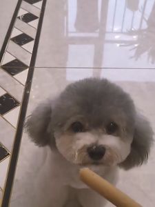 sausage ham dog food cat food baked dog treats duck meat chicken fish 15g cat food cat snacks sausage dog cat food Pet care Stores