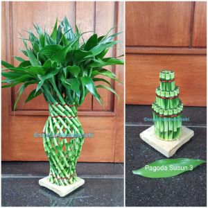 Bambu Hoki / Bambu Rejeki / Lucky Bamboo Model Guci 20 Tinggi 40-45cm